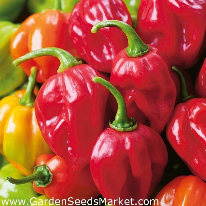 5 Agen Habanero Terbaik di Indonesia