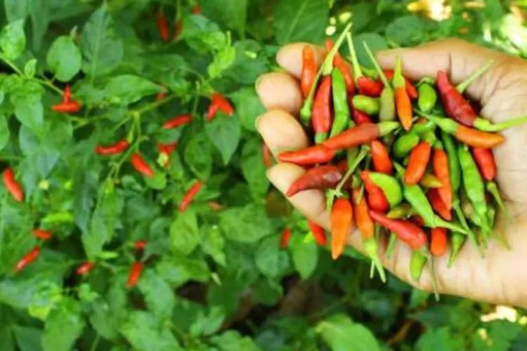 Daftar Habanero Alternatif untuk Rasa Pedas yang Lebih Variatif